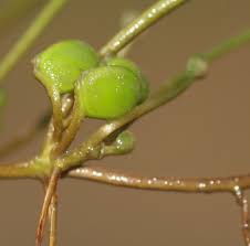 Image result for Marsilea minuta