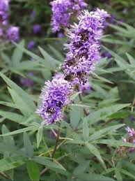 Image result for Vitex franceseana