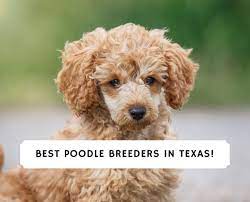 Harwood standard poodle puppies our beloved standard poodles are companions from birth and raised as members of our family inside our home in houston, texas. 6 Best Poodle Breeders In Texas 2021 We Love Doodles