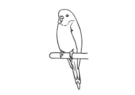 How To Draw A Budgie Step By Step Easy Animals 2 Draw How to draw a budgie. how to draw a budgie step by step