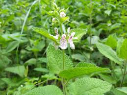 Image result for Stachys didymantha