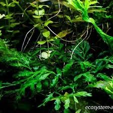 Image result for Bolbitis