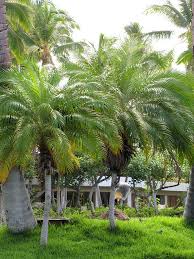 Fertilize 3 times a year. Xl Pygmy Date Palm Tree Phoenix Roebelenii 3 4 Foot Kens Nursery