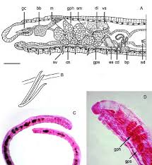 Image result for Buchholzia