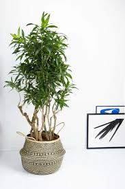 Plante verte interieur peu lumiere. Les Plantes Increvables