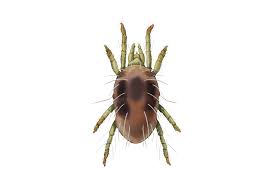 Image result for spotted spider mite