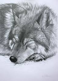 Sleeping Wolf By Lucy Swinburne Dessins Realistes Au Crayon Dessin D Animal Dessin Chien