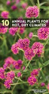 Check spelling or type a new query. 50 Drought Tolerant Plants Ideas In 2021 Drought Tolerant Plants Plants Drought Tolerant Annuals