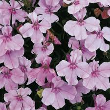 Image result for foto Lobelka