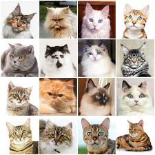 What Breed Is My Cat Cat Articles