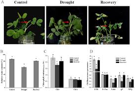 Check spelling or type a new query. Ahglk1 Affects Chlorophyll Biosynthesis And Photosynthesis In Peanut Leaves During Recovery From Drought Scientific Reports