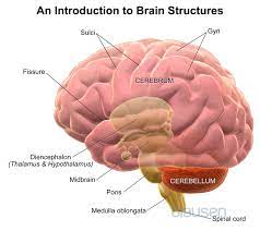 Teach Study With Visually Rich Medical Education Brain Images Brain Structure Brain Facts
