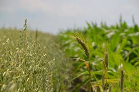 Some gluten free foods may contain wheat starch where the gluten has been removed. A Versatile Feed Source Practical Farmers Of Iowa