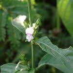 Image result for Hypoestes forskaolii