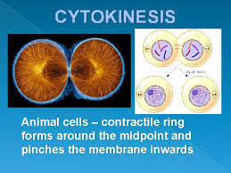 So it is called as the structural and functional unit of life. Mitosis Cell Division How Do Cells Divide And