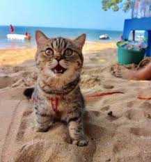 Kucing sememangnya adalah antara haiwan yang paling comel dan cute. Foto Viral Kucing Tersengih Pertama Kali Ke Pantai Buat Netizen Hilang Stres Comelnya