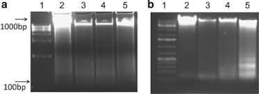 Pacific time (pdt/pst) to singapore time (sgt) time now in pst and singapore. Hypericin Photodynamic Therapy Leads To Interleukin 6 Secretion By Hepg2 Cells And Their Apoptosis Via Recruitment Of Bh3 Interacting Domain Death Agonist And Caspases Cell Death Disease