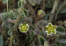 Image result for Andrachne