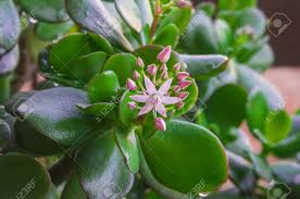 For those who love the look of a succulent — not to mention, the ease of care — a jade plant offers thick, lush leaves and. Beautiful Cluster Of Star Like Pink Flower And Unblown Buds Of Crassula Ovata Commonly Known As Jade Plant Friendship Tree Lucky Plant Or Money Tree Leaves Of Plant With Drops Of Rain Stock