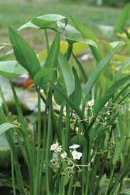 Image result for Fuirena sagittata