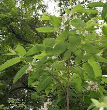 Image result for Holarrhena