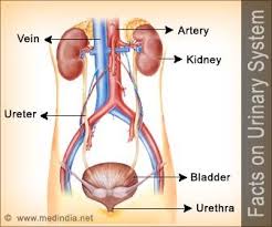 Interesting Facts About Urinary System