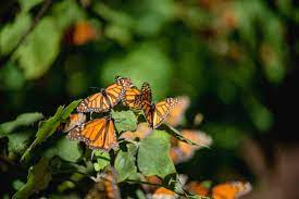 Pin En Presumiendo Michoacan