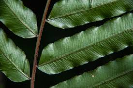 Image result for Lomariopsis warneckei