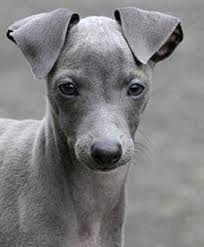 Puppyfinder.com is your source for finding an ideal italian greyhound puppy for sale in usa. Navy Italian Greyhound Puppy Female For Sale In Orlando Florida Classified Americanlisted Com