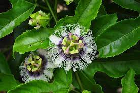 South america is in the western hemisphere and is connected to north america by the isthmus of panama. What Plants Are In The Amazon Rainforest Delfin Amazon Cruises Delfin Amazon Cruises