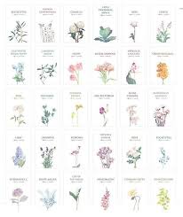 Postcard Set Plants Illustration 30 Sheets Etsy In 2020 Flower Meanings Birth Month Flowers Plant Illustration
