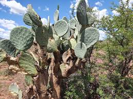 We literally have thousands of great products in all product categories. Prickly Pears A Seasonal Treasure That S Worth The S
