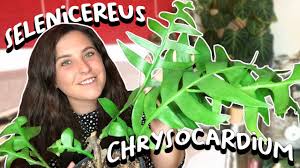 Several species are quite popular in cultivation and are sometimes called orchid cactus. How To Care For Selenicereus Chrysocardium Fern Leaf Cactus Plant Youtube