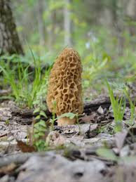 Morels are a staple of spring. Peak Morel Mushroom Conditions On The Way
