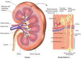 Kidney Anatomy Nephron Filtration Diagram Photo Kidney Anatomy Basic Anatomy And Physiology Medical Drawings