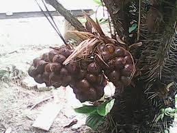 We did not find results for: Buah Salak Madu Batu Kurau Online Pokok Salak Facebook