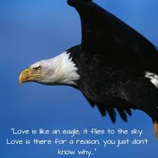 Love Is Like An Eagle Eagle Love Love Quotes
