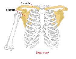 Check spelling or type a new query. Scapula Wikipedia