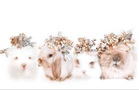 Includes akc registration or akc canine partners listing $50 value 30 days of akc pet insurance up to a $1,500 value Redhill Rabbitry Southern California Lionhead And Holland Lop Bunnies For Sale Southern California Lionhead Holland Lop Bunnies Southern California Rabbit Breeders