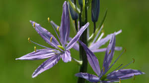 Image result for Asparagaceae