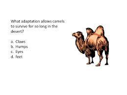 Camels have long eye lashes and long necks. Animal Behaviors Maners What Adaptation Allows Camels To Survive For So Long In The Desert A Claws B Humps C Eyes D Feet Ppt Download