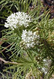 Pineneedle Milkweed Flowers Profile Elegant White Flowers Lots Of Leaves Looking Out For Monarchs To Come Feed On Asclepias Milkweed Flower Milkweed