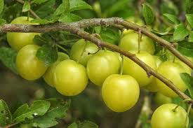 Mirabelles are small sweet plums very popular in france very small, round oval, bright yellow fruit. Mirabelle Plum Tree Yellow Plums Free Photo On Pixabay