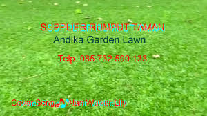 Penjual rumput taman dan rumput lapangan sepak bola internasional. Jual Harga Rumput Jepang Per Meter Di Jogja Wa 0857 3259 0133 Kab Malang Hargarumputjepang Tokopedia