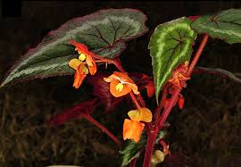 Image result for Begoniaceae