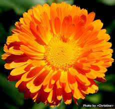 Calendula Officinalis Macro Photography Flowers Calendula Flowers Photography
