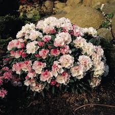 Rhododendron Koichiro Wada Fcc Rhododendron Yakushimanum Koichiro Wada Fcc Garten Pflanzen Garten Baumschule Horstmann