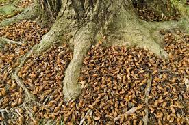 < the emergence of a cicada from the ground out of their shell >. Cicada Mania The Anchor
