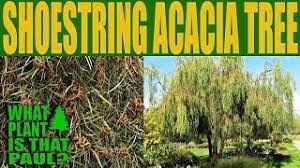 Many plants with leaves that are consumed in small quantities as a spice such as oregano, for medicinal purposes such as lime, or used in infusions such as tea, are not included in this list. Shoestring Acacia Tree An Evergreen Tree That Offers Filtered Shade Youtube