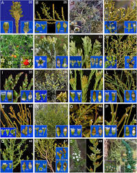 Image result for Thesium dolichomeres